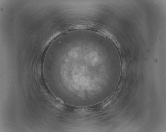 X0000076350297200610061533