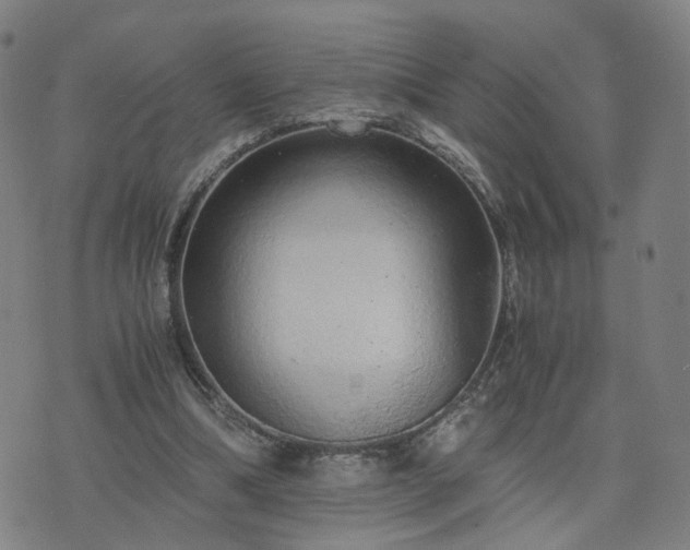 X0000076350298200610061533