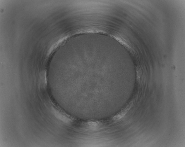 X0000076350302200610061533