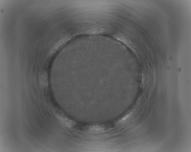 X0000076350303200610061533