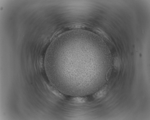 X0000076350326200610061532