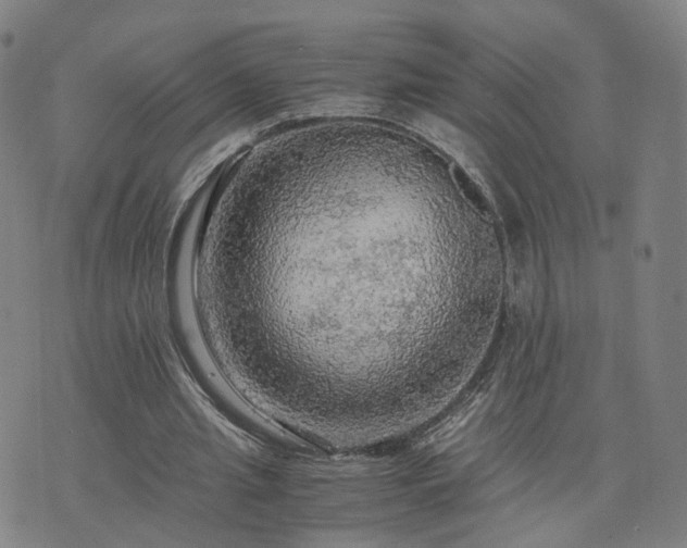 X0000076350437200610061530