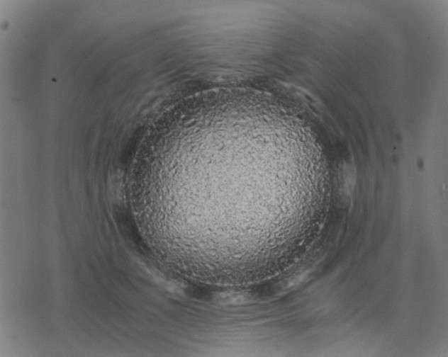 X0000076350511200610061529