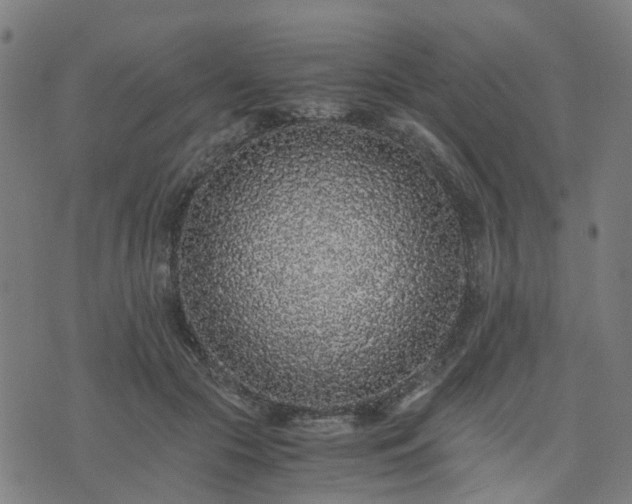 X0000076350553200610061528