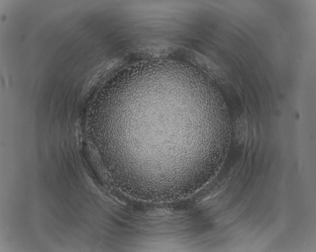 X0000076350594200610061528