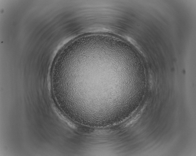 X0000076350840200610061524