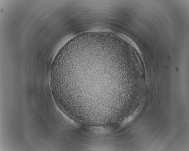 X0000076350855200610061524