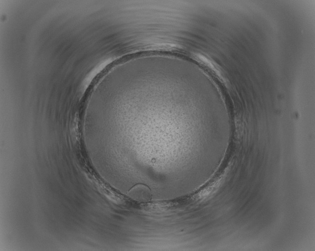 X0000076350875200610061523