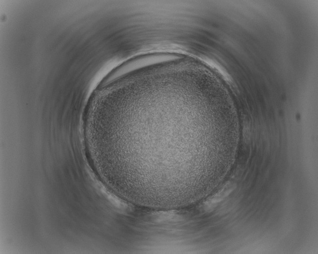 X0000076350990200610061521