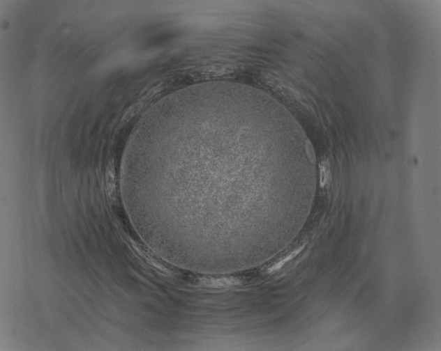 X0000076351011200610061520