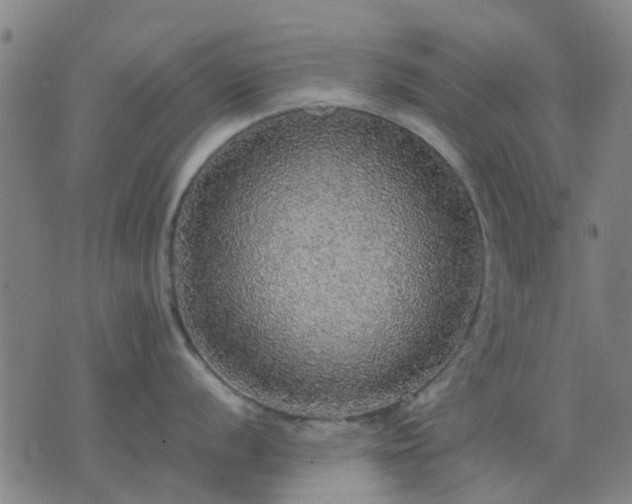 X0000076351056200610061521