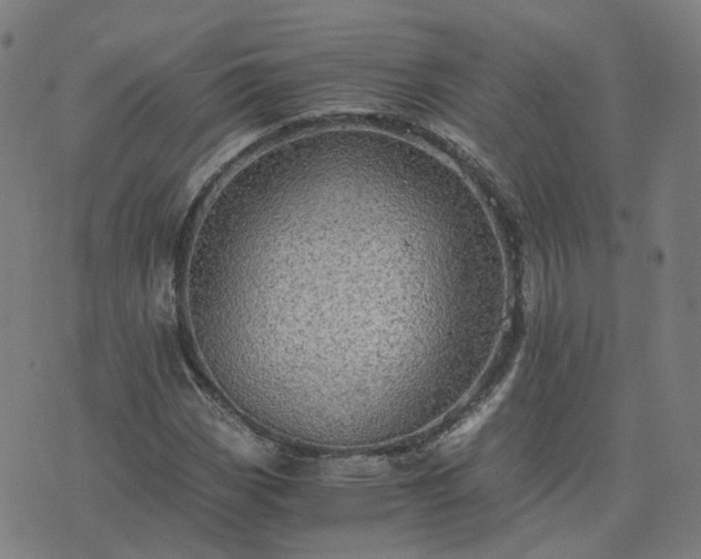 X0000076351113200610061519