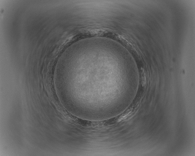 X0000076351249200610061517