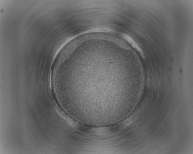 X0000076351276200610061517