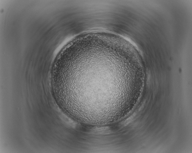X0000076351325200610061516