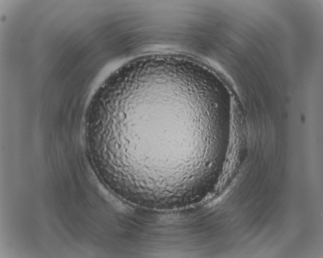 X0000076351421200610061514