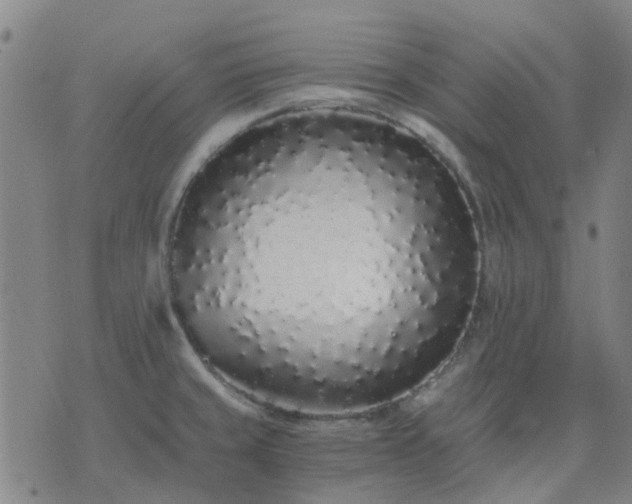 X0000076351429200610061514