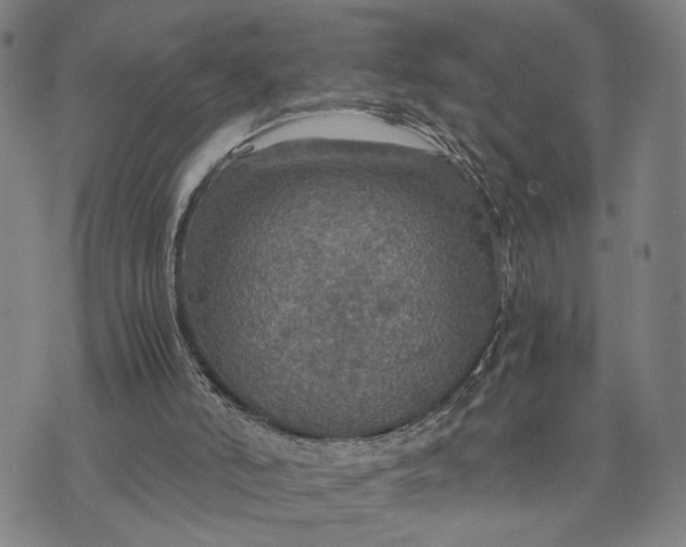 X0000076350006200610161810