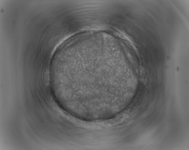 X0000076350012200610161810