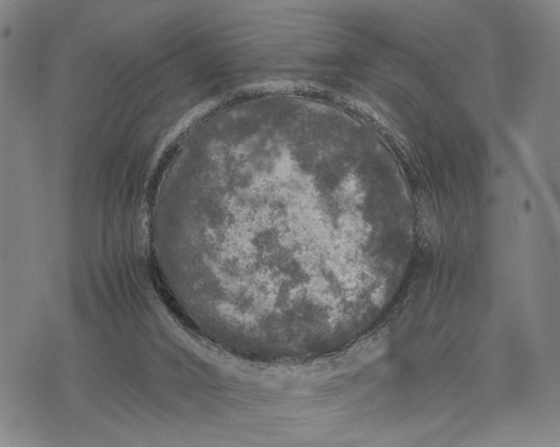 X0000076350016200610161810