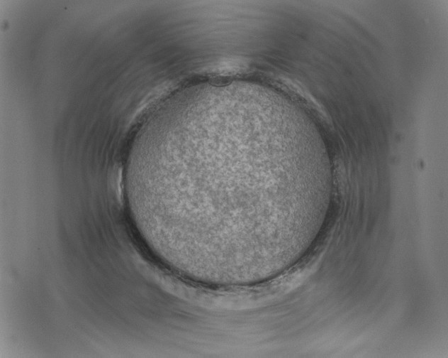 X0000076350024200610161810