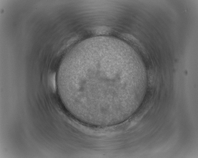 X0000076350028200610161810