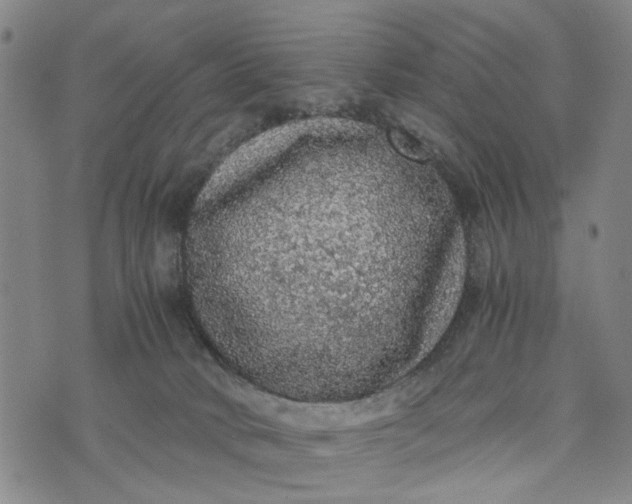 X0000076350034200610161810