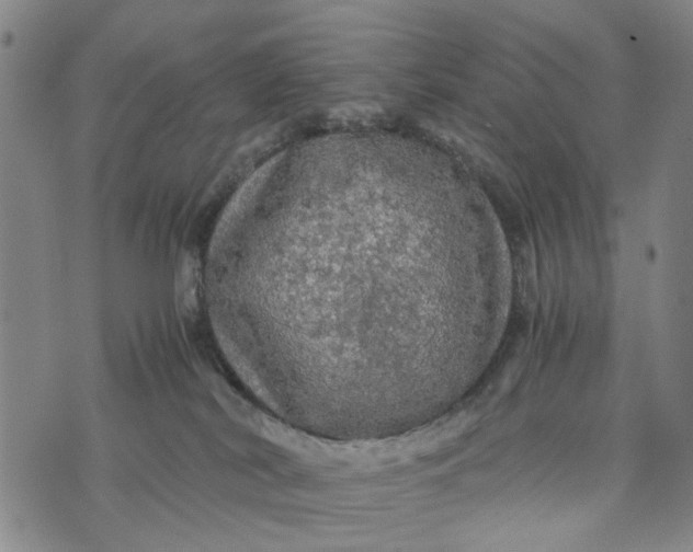 X0000076350038200610161810