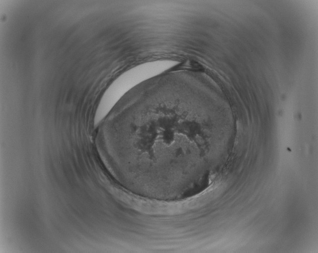 X0000076350048200610161810