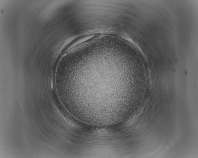 X0000076350062200610161809