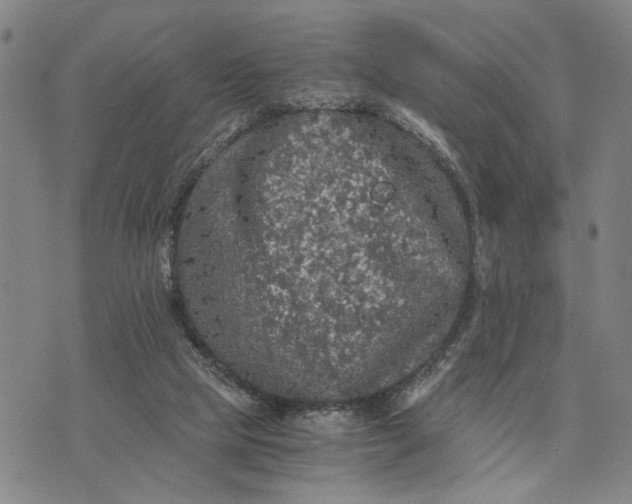 X0000076350065200610161809