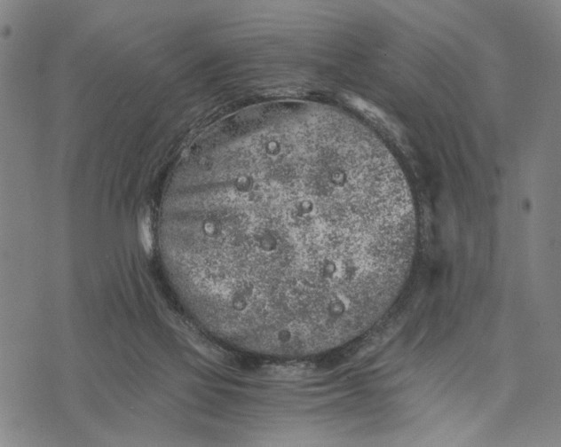 X0000076350069200610161809