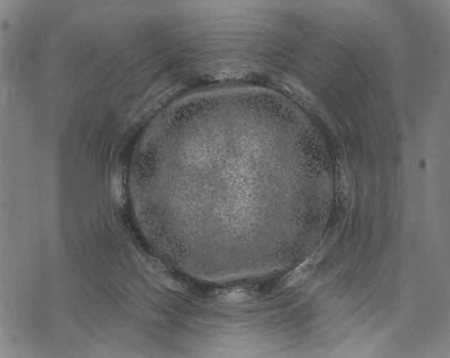 X0000076350074200610161809