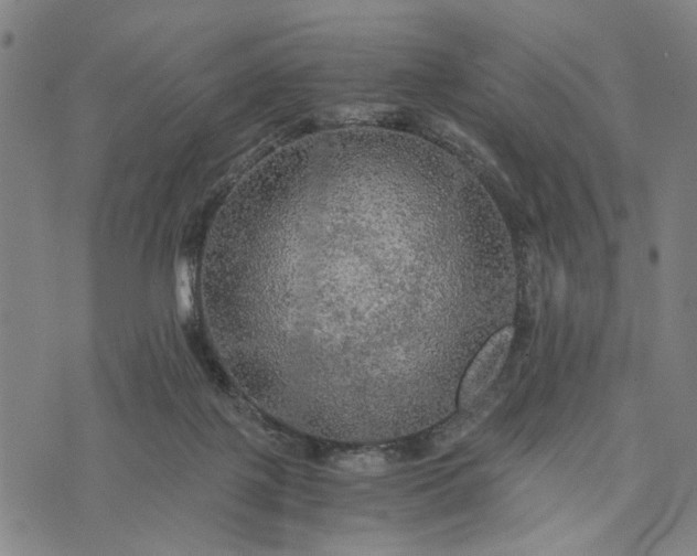 X0000076350075200610161809