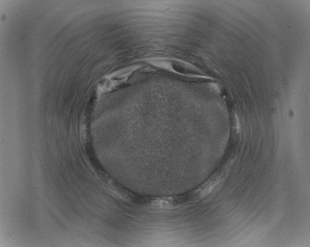 X0000076350080200610161809