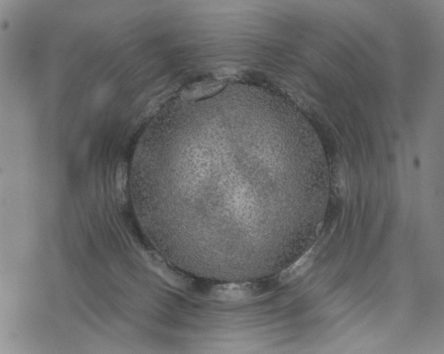 X0000076350082200610161809