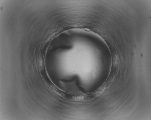 X0000076350084200610161809