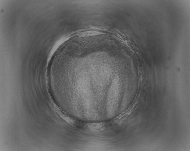 X0000076350102200610161809