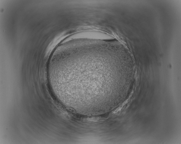 X0000076350103200610161809