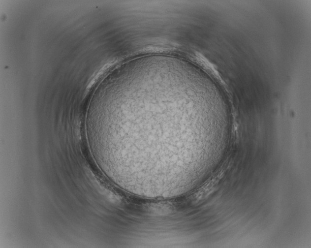 X0000076350106200610161809