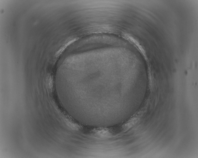 X0000076350113200610161808