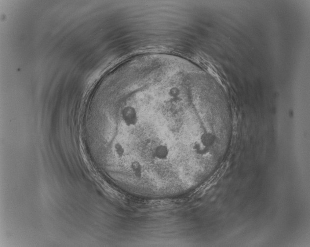 X0000076350145200610161807