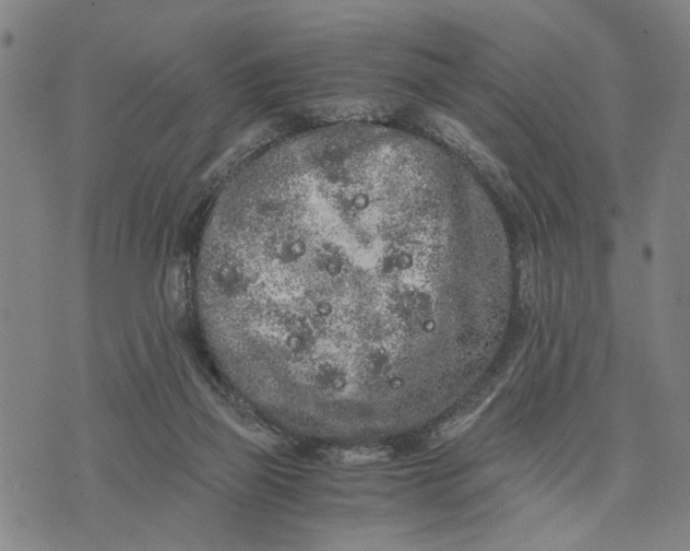 X0000076350165200610161808