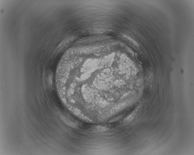 X0000076350166200610161808