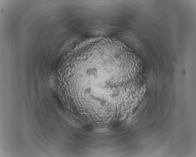 X0000076350175200610161808