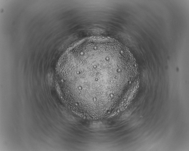 X0000076350177200610161808