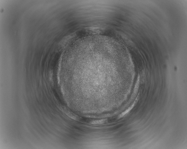 X0000076350178200610161808