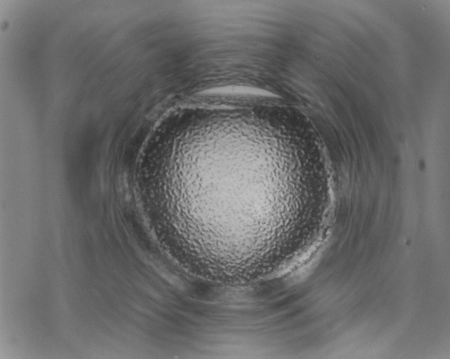 X0000076350182200610161808