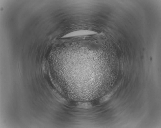 X0000076350185200610161808