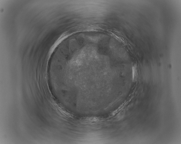 X0000076350195200610161807